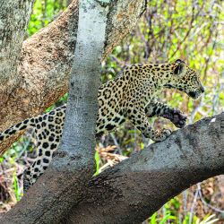 Viajamos a las profundidades del Pantanal de Mato Grosso para lograr un encuentro cercano con el mayor felino americano. 