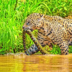 Viajamos a las profundidades del Pantanal de Mato Grosso para lograr un encuentro cercano con el mayor felino americano. 