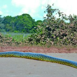 Viajamos a las profundidades del Pantanal de Mato Grosso para lograr un encuentro cercano con el mayor felino americano. 