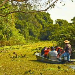 Viajamos a las profundidades del Pantanal de Mato Grosso para lograr un encuentro cercano con el mayor felino americano. 