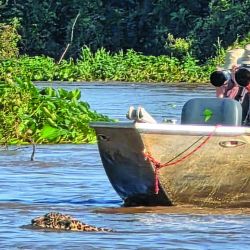 Viajamos a las profundidades del Pantanal de Mato Grosso para lograr un encuentro cercano con el mayor felino americano. 