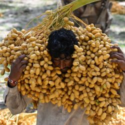 Esta fotografía muestra a un trabajador transportando dátiles en un palmeral de Khairpur, en la provincia de Sindh, Pakistán. | Foto:AAMIR QURESHI / AFP
