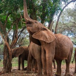 Imagen de elefantes africanos vistos en el Vivero de la Fundación Sheldrick para la Vida Silvestre de Nairobi, en Nairobi, Kenia. | Foto:Xinhua/Xie Jianfei
