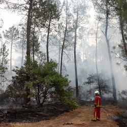 Un bombero del Cuerpo de Bomberos de París inspecciona la escena mientras el humo se eleva entre los árboles en Marcheprime, al oeste de Burdeos, debido a un incendio forestal que asolaba el bosque al norte de la cuenca de Arcachon (Gironda) desde el 22 de julio. El fuego, que ha arrasado la zona alrededor de la cuenca de Arcachon y ahora amenaza las afueras del área metropolitana de Burdeos, ha destruido 42.000 hectáreas de terreno quemado, según anunció la prefectura de Gironda; la prefectura ha evacuado a un total de 220.000 personas desde el 22 de julio. | Foto:ROMAIN PERROCHEAU / AFP