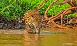 Gran experiencia en Brasil visitando el reino del Jaguar en el Mato Grosso