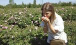 Rosa damascena: así es Isparta, la ciudad de Turquía donde nace el “oro líquido” de la perfumería