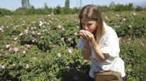 Rosa damascena: así es Isparta, la ciudad de Turquía donde nace el “oro líquido” de la perfumería