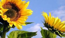 Girasol