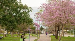 concurso de arboles florecidos en corrientes