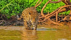 Viajamos a las profundidades del Pantanal de Mato Grosso para lograr un encuentro cercano con el mayor felino americano.