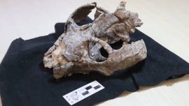 Un fósil argentino cambiaría por completo la historia de los mamíferos: descubren que podían parir mucho antes de lo pensado