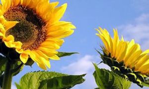 Girasol