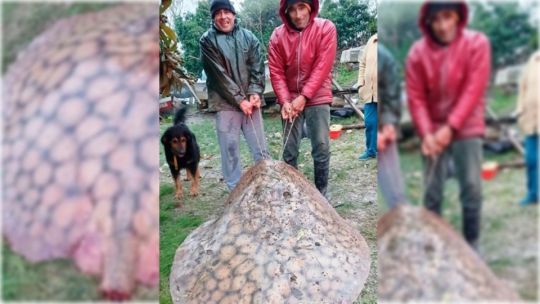 El gigante que escondía el Paraná: pescaron una raya de casi 100 kilos