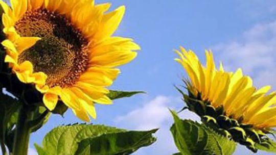 El mercado del girasol argentino atraviesa un escenario “inmejorable”: es el sector “que más ha crecido en sus exportaciones”