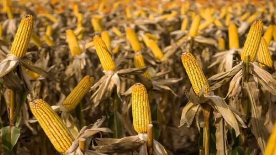 Alerta en la producción de maíz por exceso de lluvias: “No es deseable para el productor cosechar con humedad”