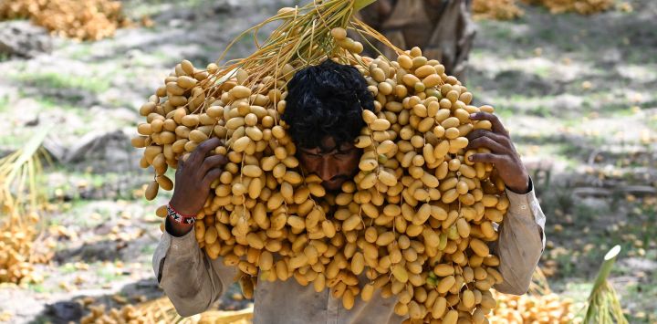 Esta fotografía muestra a un trabajador transportando dátiles en un palmeral de Khairpur, en la provincia de Sindh, Pakistán.