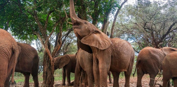 Imagen de elefantes africanos vistos en el Vivero de la Fundación Sheldrick para la Vida Silvestre de Nairobi, en Nairobi, Kenia.
