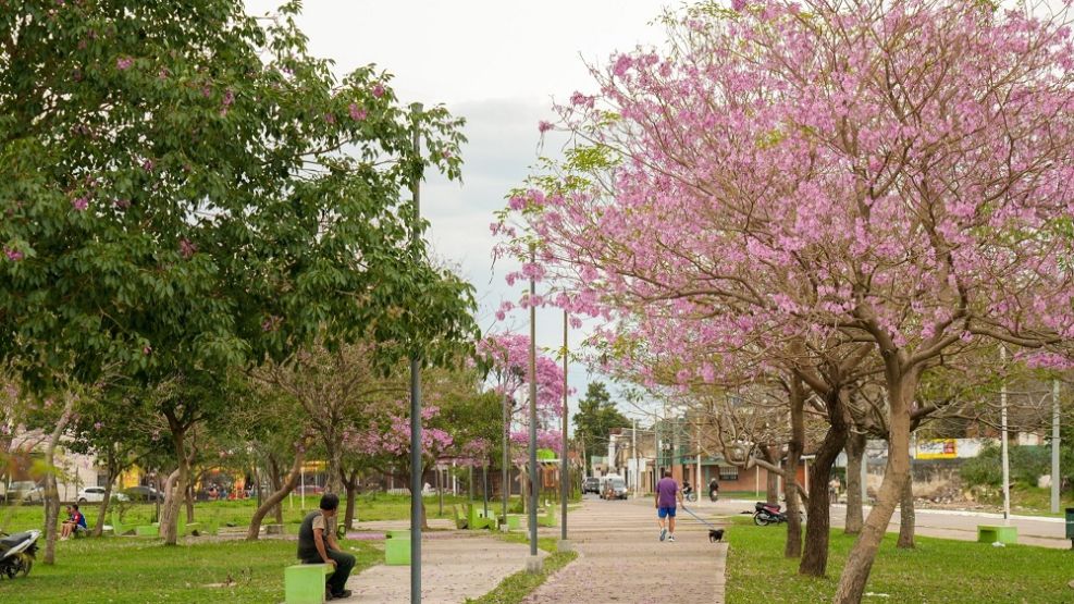 concurso de arboles florecidos en corrientes