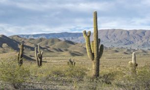 El Parque Nacional Los Cardones