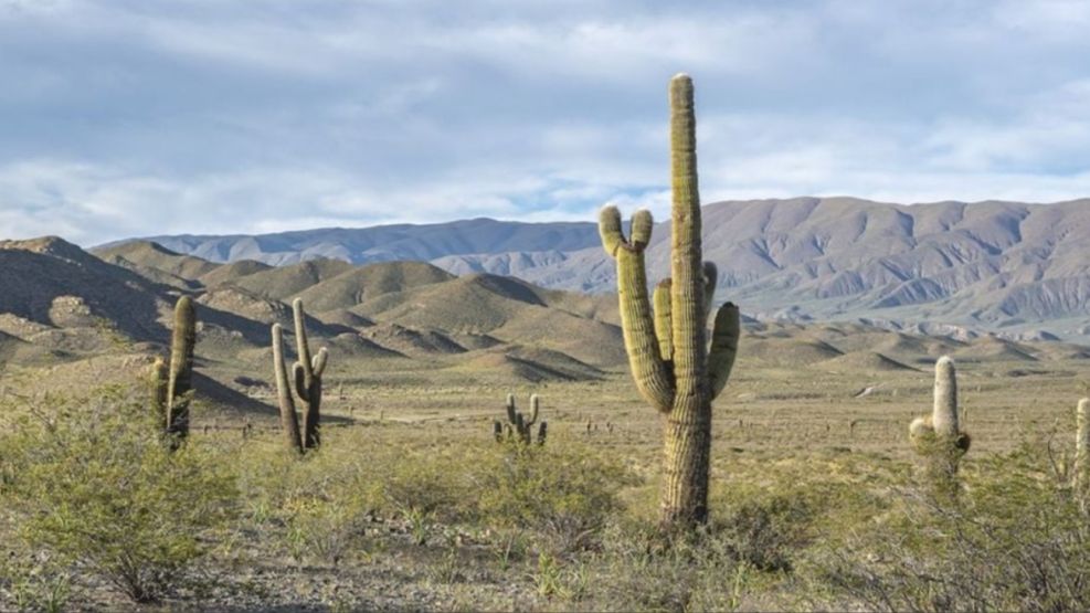 El Parque Nacional Los Cardones