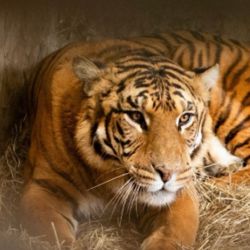 15 grandes felinos viajarán a Lionsrock Big Cat Sanctuary, en Sudáfrica, mientras que otros 15 tigres y leones serán llevados a The Wild Animal Sanctuary, en Colorado, Estados Unidos.
