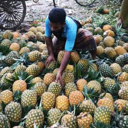 Imagen de un comerciante vendiendo piñas en el bazar Jalchhatra, en Madhupur, en el distrito de Tangail, Bangladesh. | Foto:Xinhua/Habibur Rahman