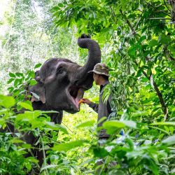 Un criador alimenta con zanahorias a "Yangniu", una elefante asiática rescatada en el Centro de Rescate y Cría de Elefantes Asiáticos, en la prefectura autónoma de la etnia dai de Xishuangbanna, en la provincia de Yunnan, en el suroeste de China. | Foto:Xinhua/Hu Chao