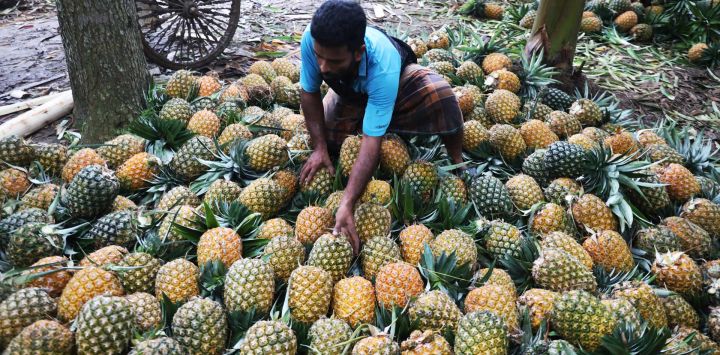 Imagen de un comerciante vendiendo piñas en el bazar Jalchhatra, en Madhupur, en el distrito de Tangail, Bangladesh.