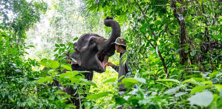 Un criador alimenta con zanahorias a "Yangniu", una elefante asiática rescatada en el Centro de Rescate y Cría de Elefantes Asiáticos, en la prefectura autónoma de la etnia dai de Xishuangbanna, en la provincia de Yunnan, en el suroeste de China.