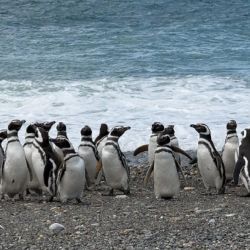 El seguimiento con dispositivo Gps realizado durante la temporada reproductiva de 2025 permitió reconstruir en forma preliminar los viajes de alimentación de los pingüinos