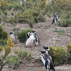 Los primeros resultados del monitoreo satelital realizado sobre la colonia de pingüinos de Magallanes de la Reserva Provincial Cabo Vírgenes aportan datos cruciales para la gestión ambiental pública