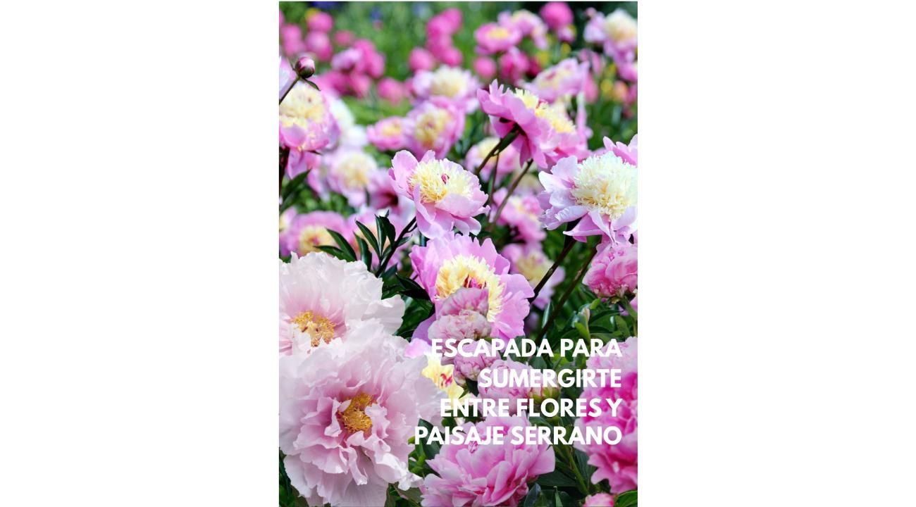 Dos escapadas para descubrir la belleza de las flores