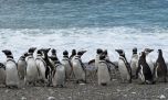 Elaboran un mapa clave para salvar a los pingüinos de Magallanes