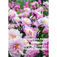 Dos escapadas para descubrir la belleza de las flores