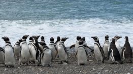 1908_pingüinos