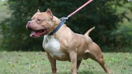 Brutal ataque de un perro a un niño de 3 años: recibió 65 puntos en el rostro