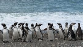 El seguimiento con dispositivo Gps realizado durante la temporada reproductiva de 2025 permitió reconstruir en forma preliminar los viajes de alimentación de los pingüinos
