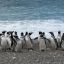 1908_pingüinos