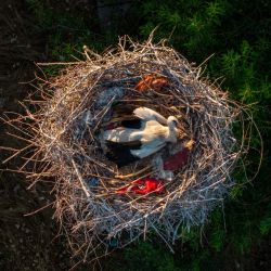 Esta fotografía muestra una cigüeña blanca en un nido sobre los pilares de hormigón de un edificio en construcción en las afueras de Novi Sad, Serbia. Según la Sociedad Serbia para la Protección y el Estudio de las Aves, este lugar alberga la mayor colonia urbana de cigüeñas blancas de los Balcanes y la segunda mayor de Europa. | Foto:NENAD MIHAJLOVIC / AFP