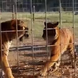 Los felinos argentinos ya están en sus nuevos hogares.