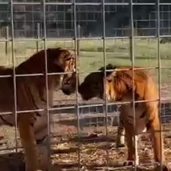 Los felinos fueron trasladados de manera exitosa a sus nuevos hogares.