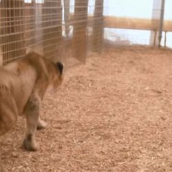En Sudáfrica ya se reconoció a leones emblemáticos caminando por las zonas protegidas del lugar