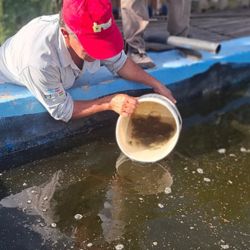 La producción se encuentra ubicada sobre la Ruta Nacional 16, en el kilómetro 144, entre Quitilipi y Machagai. Desde allí realizan la distribución de los peces.