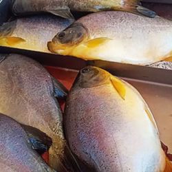La producción se encuentra ubicada sobre la Ruta Nacional 16, en el kilómetro 144, entre Quitilipi y Machagai. Desde allí realizan la distribución de los peces.