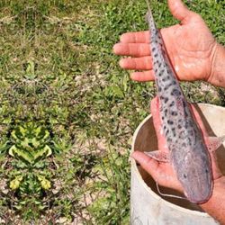 La producción se encuentra ubicada sobre la Ruta Nacional 16, en el kilómetro 144, entre Quitilipi y Machagai. Desde allí realizan la distribución de los peces.