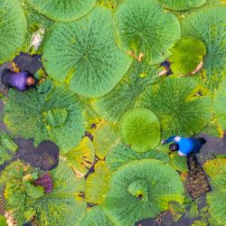 Vista aérea de agricultores cosechando fruta de gorgona en la aldea de Shenyu, en Taizhou, provincia de Jiangsu, al este de China. | Foto:CN-STR / AFP