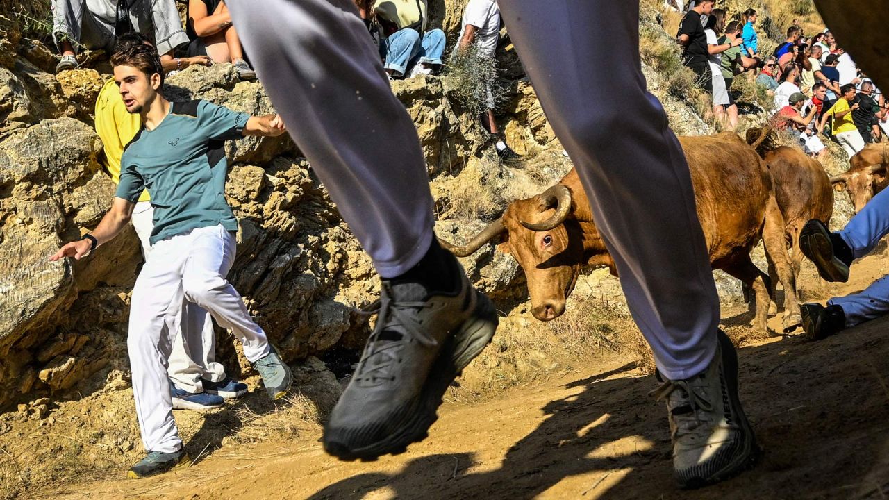 Los participantes corren delante de novillas, o vacas jóvenes, durante el Encierro del Pilón en la localidad navarra de Falces, noreste de España. Los participantes del Encierro del Pilón deben correr delante de las novillas para guiarlas por un sendero estrecho y cuesta abajo, con la pared de la montaña a un lado y el acantilado al otro. | Foto:ANDER GILLENEA / AFP