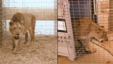 Tigres y leones trasladados del Zoológico de Luján a  Sudáfrica
