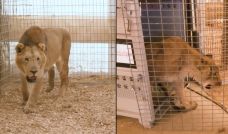Tigres y leones trasladados del Zoológico de Luján a  Sudáfrica