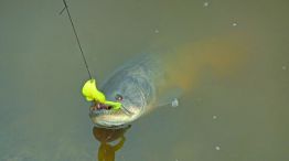 2108_pesca